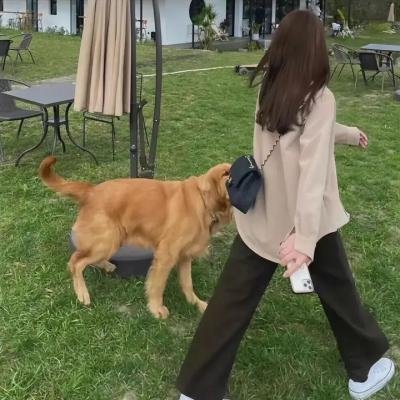 猫头鹰与小飞象